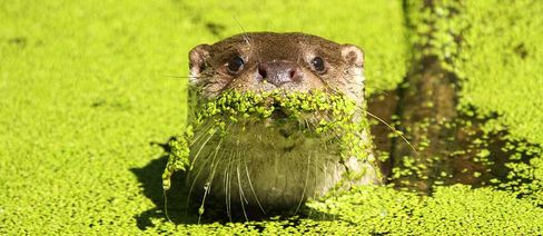 Schwimmender Otter