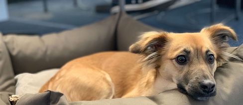 Hund auf Couch